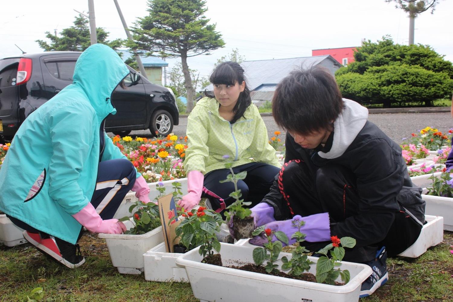 天売高花植えボラ