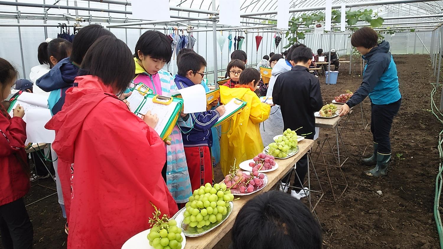 川北小学校ぶどう収穫祭