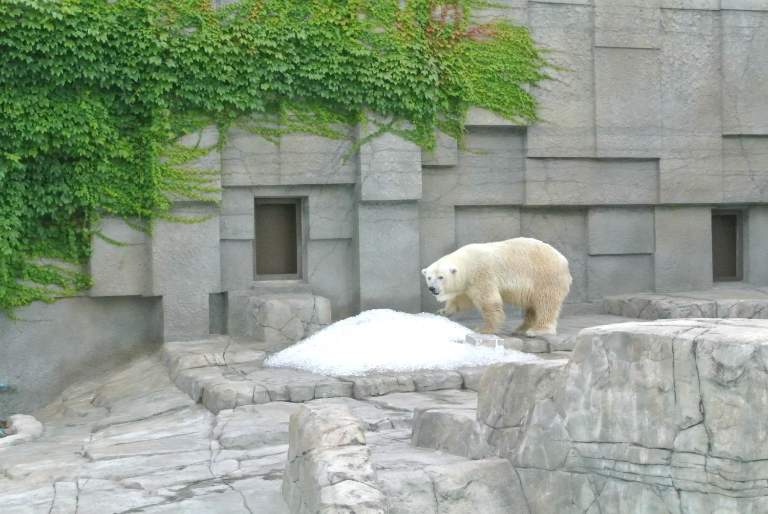 西岡国昭建設動物園に氷プレゼント