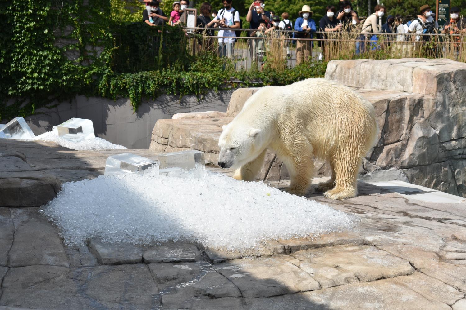 円山動物園でホッキョクグマに氷贈呈