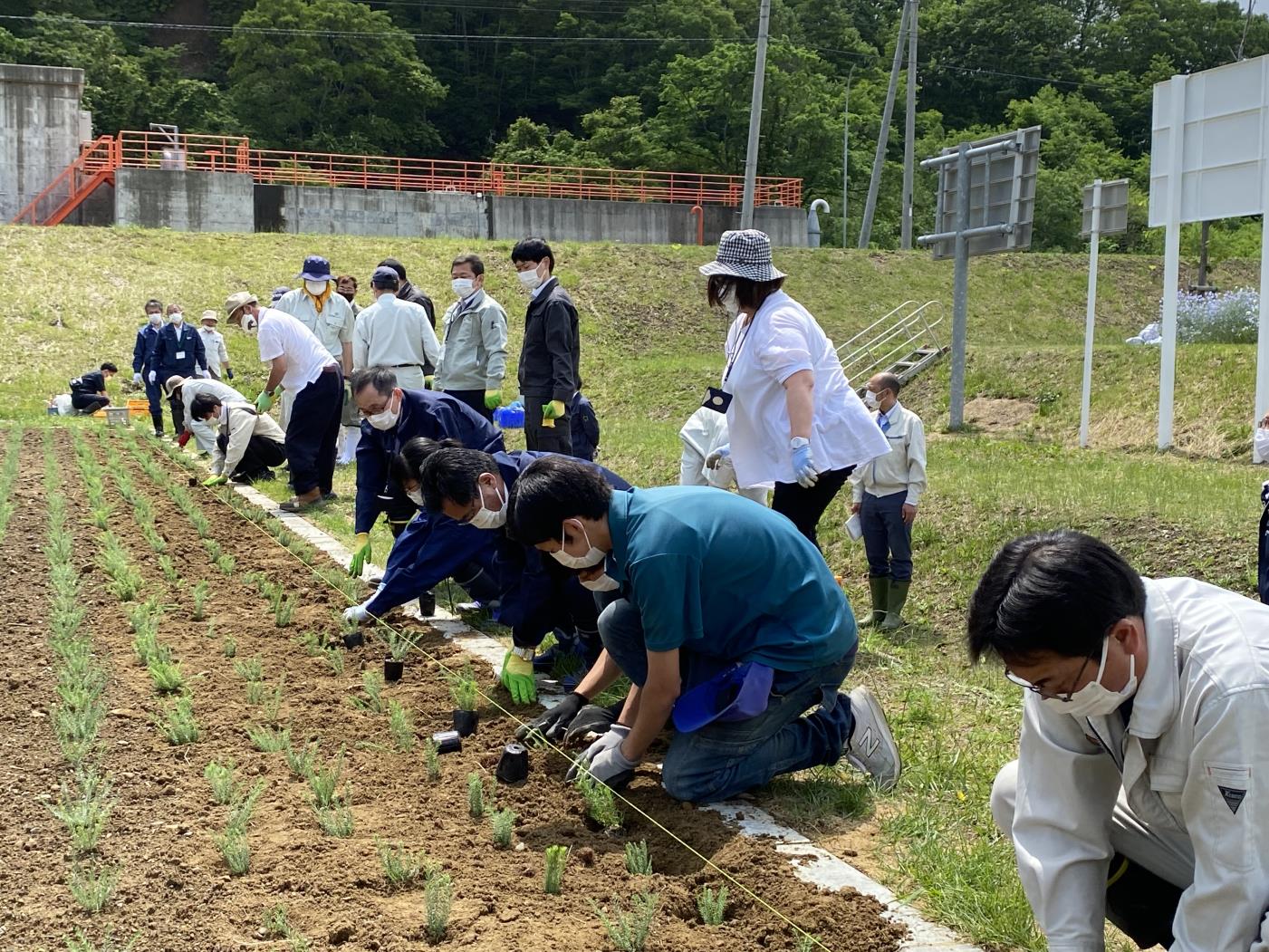 企画・杉本・当別高校生亜麻植栽