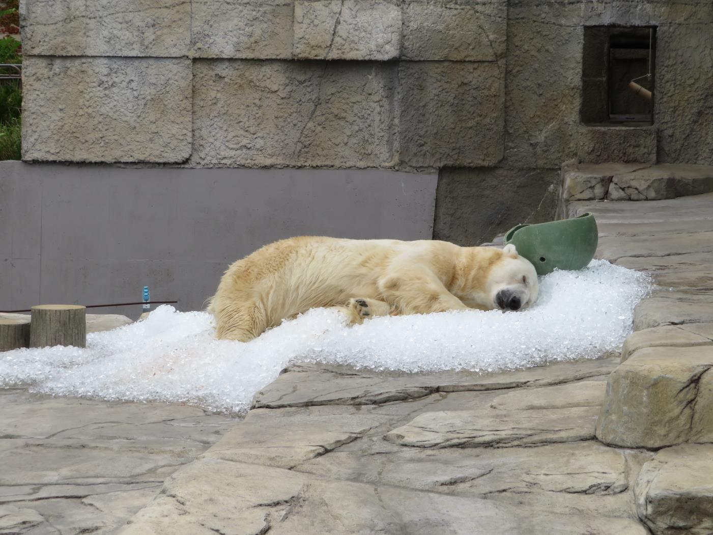 札幌市円山動物園氷寄贈