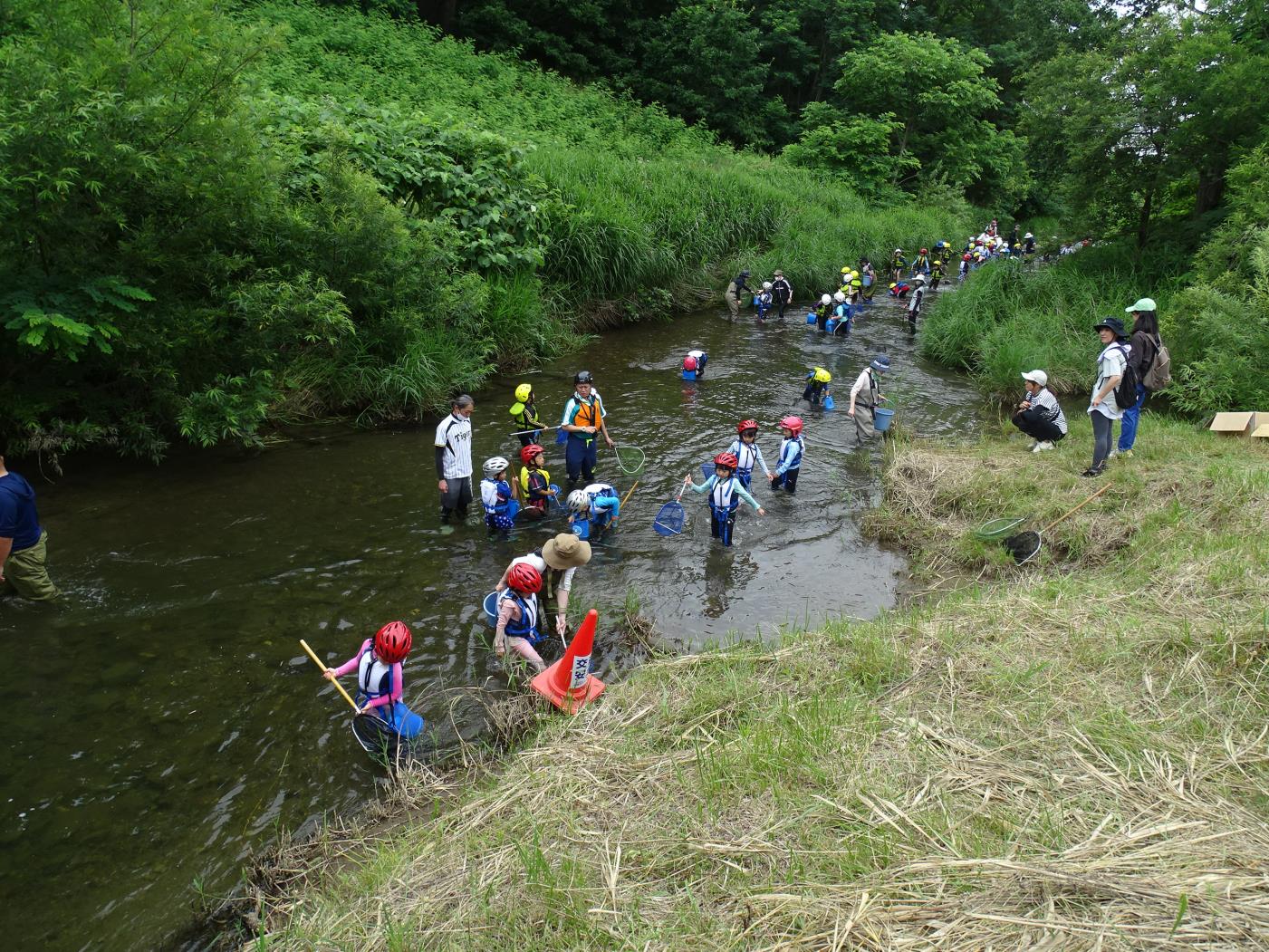 真駒内公園小水生生物観察