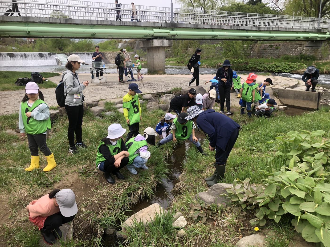 道技コン稚魚観察会