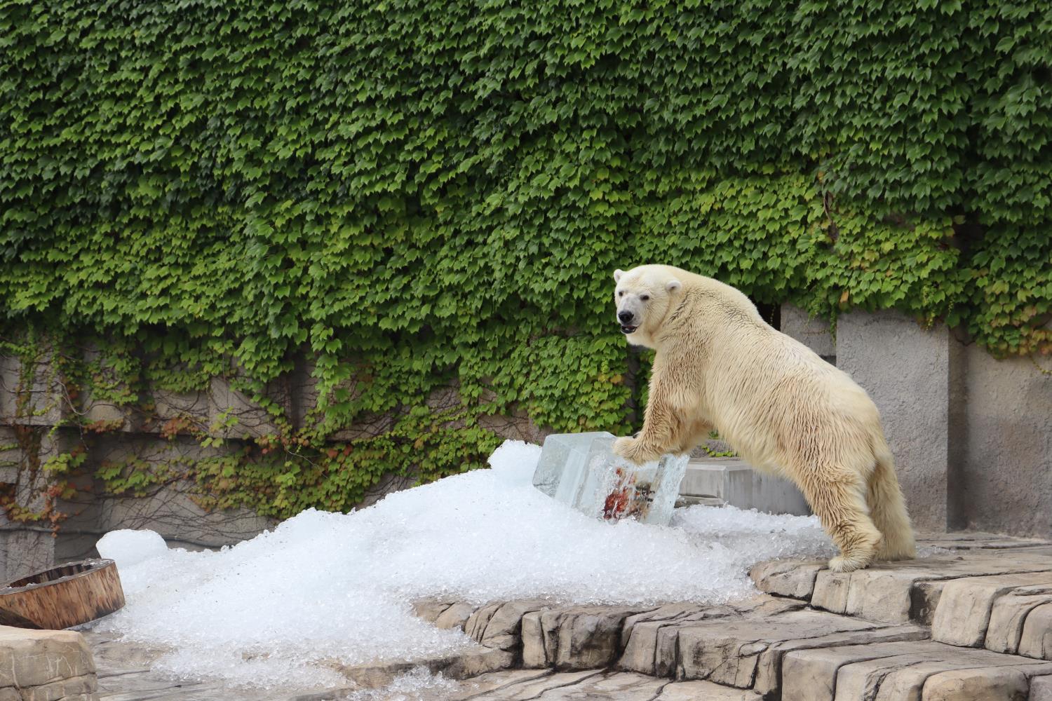 円山動物園氷贈呈